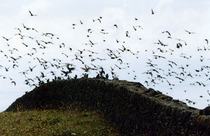 Revoada de pássaros em busca de maior segurança (Fotos do Arquivo do Portal)