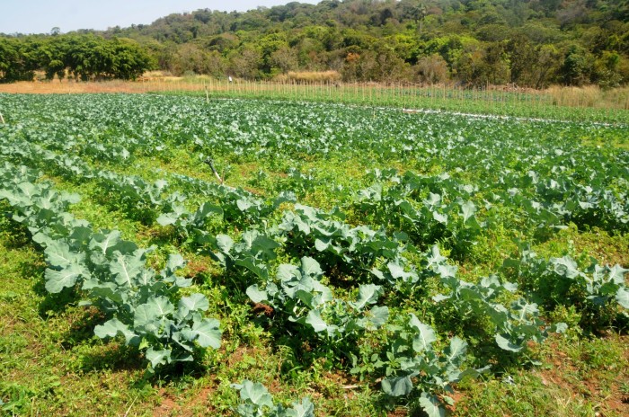 Foto: Lúcio Bernardo Jr. / Agência Brasília