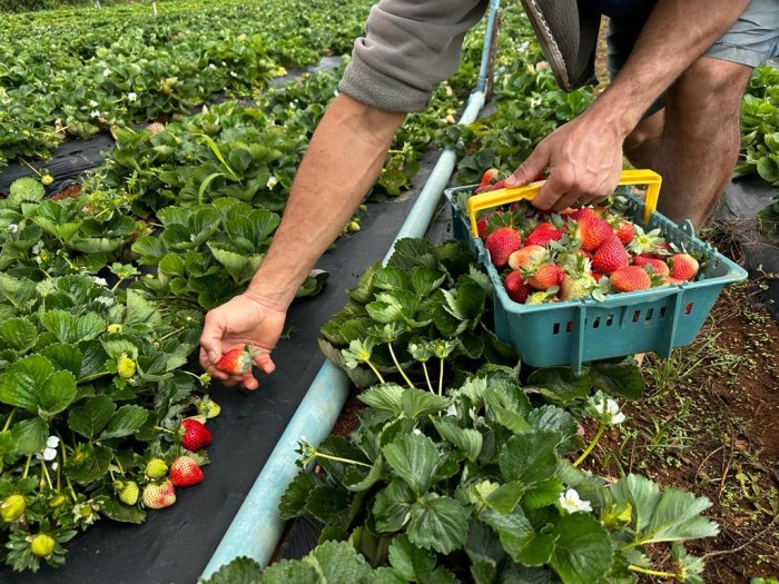 Nos últimos anos, a cultura do morango obteve vários avanços no Distrito Federal, principalmente em variedades e técnicas de manejo e de produção | Foto: Divulgação/Emater-DF