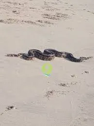 Jiboia foi encontrada na areia da praia de Piedade, em Jaboatão dos Guararapes, no Grande Recife — Foto: Reprodução/TV Globo