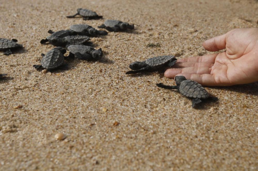 (Soltura de filhotes de tartarugas monitorados pelo Projeto Tamar - Foto: Fernando Frazão/Agência Brasil)